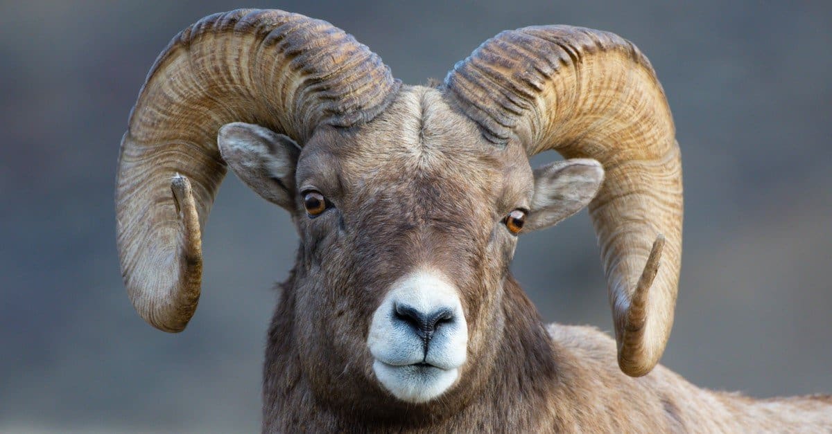 Sheep Animal Facts | Ovis aries - AZ Animals
