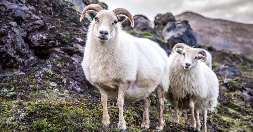 Two Icelandic sheep in the mountains