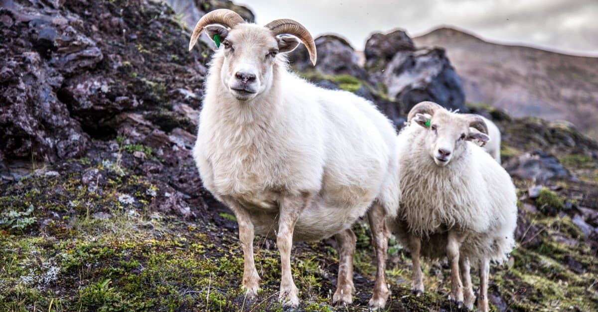 Sheep Animal Facts Ovis Aries A Z Animals Sheep Animal Facts Ovis Aries A Z Animals