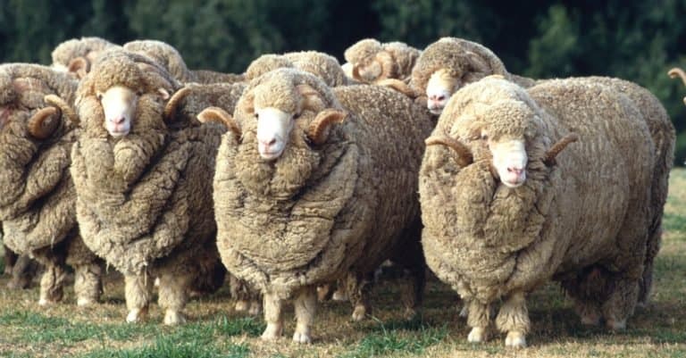 Merino sheep in Australia