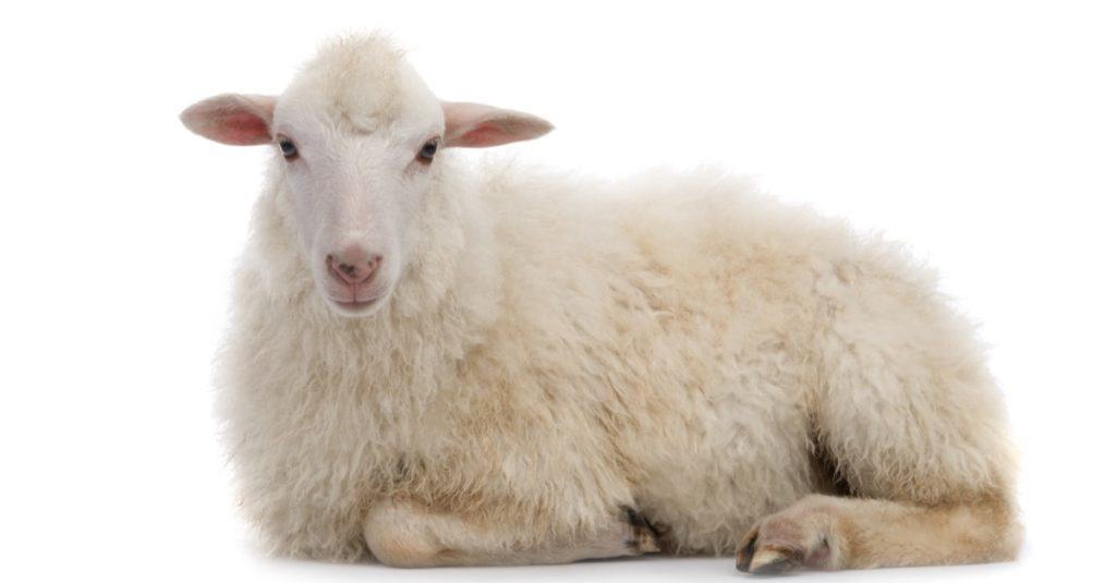 7 Fun Facts About Lambs To Melt Your Heart