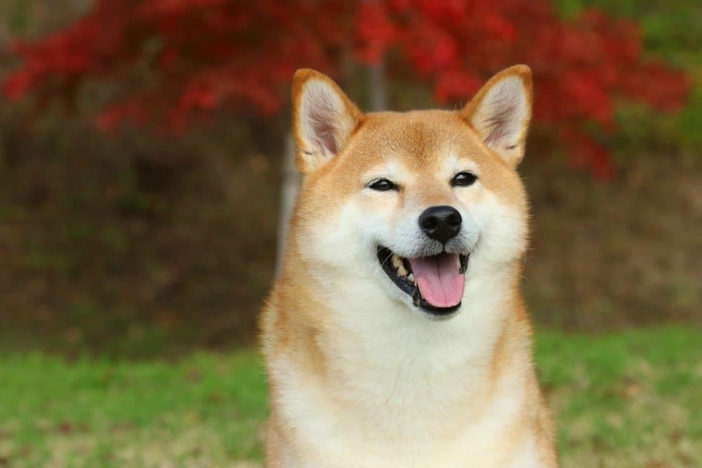 why are shiba inus so popular in japan