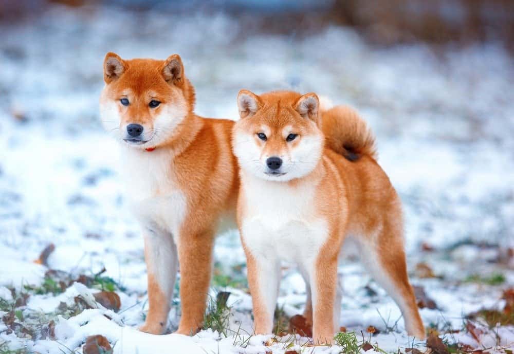 Redhead dog Japanese Shiba Inu breed with a cheerful muzzle