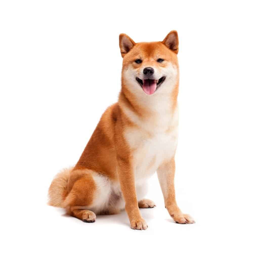 Shiba Inu on a white background