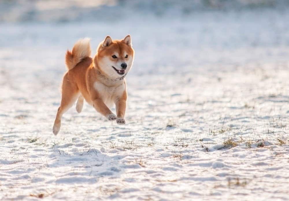 Shiba Inu playing in the snow