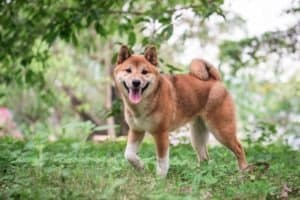 Shiba Inu Lifespan: How Long Do These Pups Live? Picture