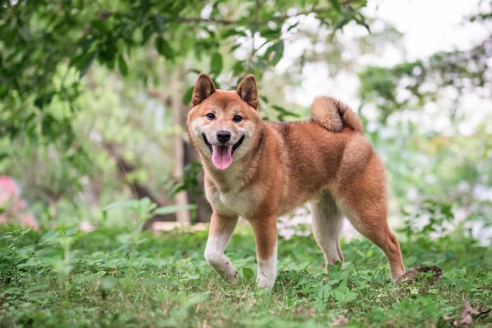 Shiba Inu outside on grass