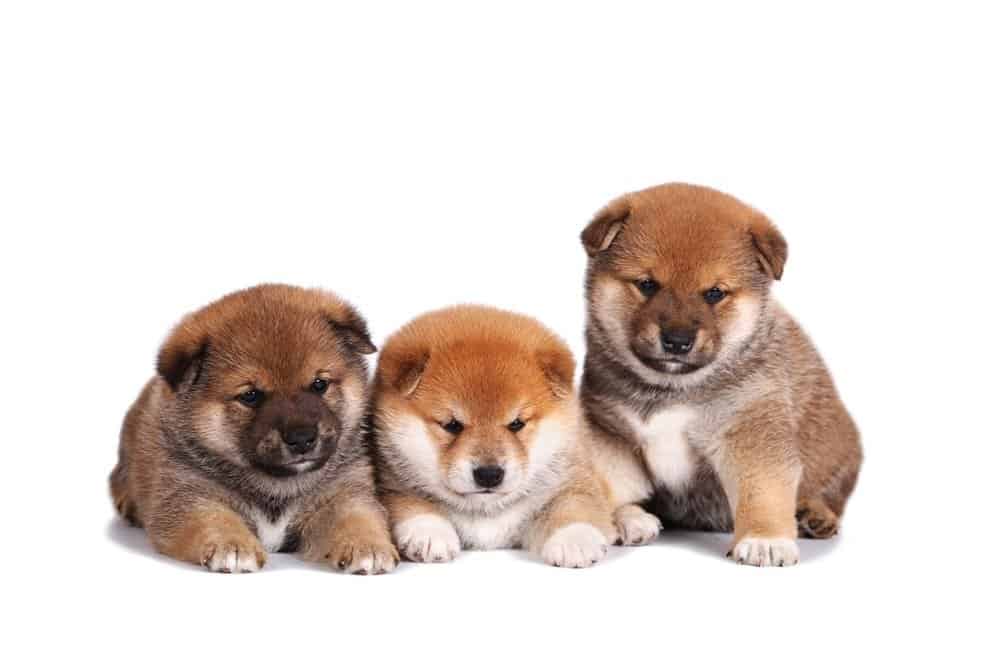 Small best sale shiba inu