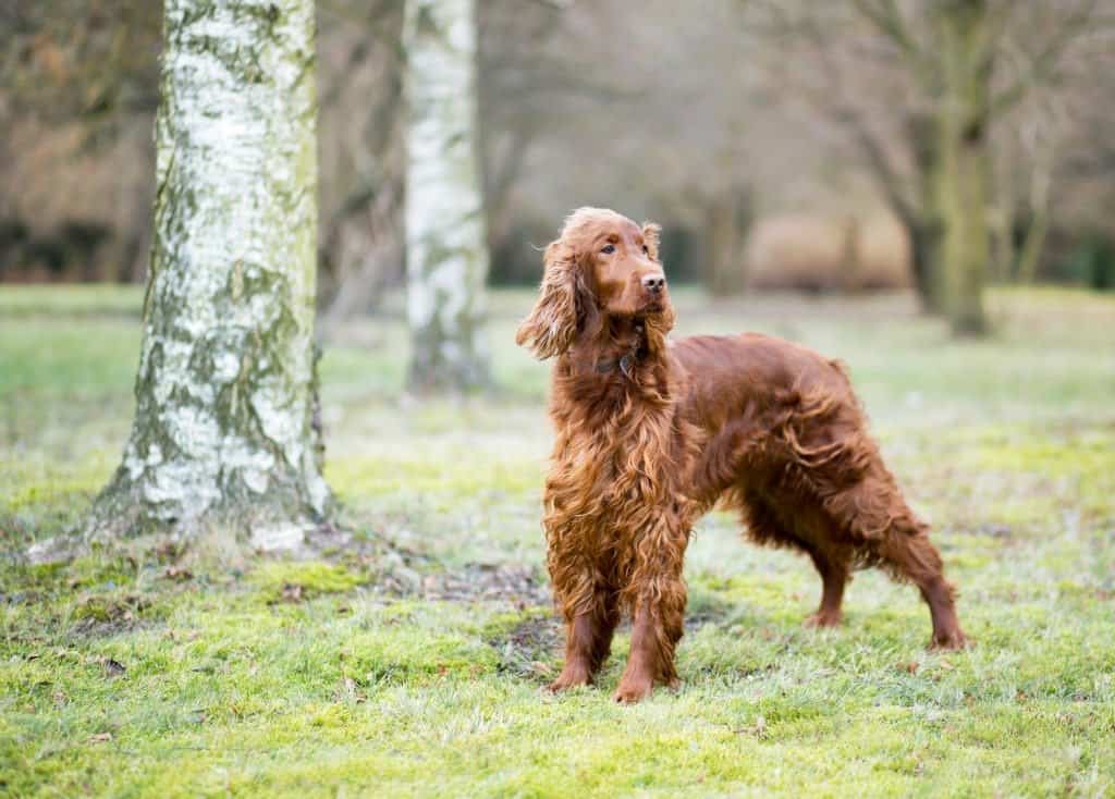 Adult Irish Setter Standing In The Woods