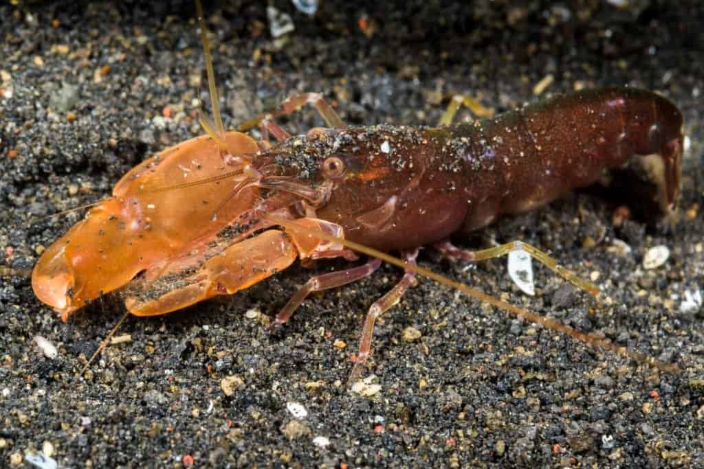 Pistol shrimp on ocean floor