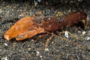 Pistol Shrimp vs Mantis Shrimp: What Are the Differences? Picture