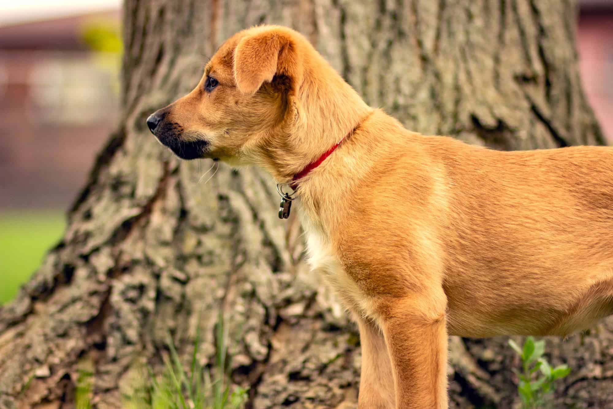 Chinook german hot sale shepherd mix