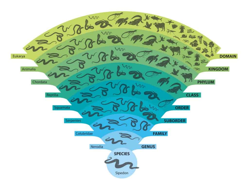 Animal classification chart showing groupings for an animal