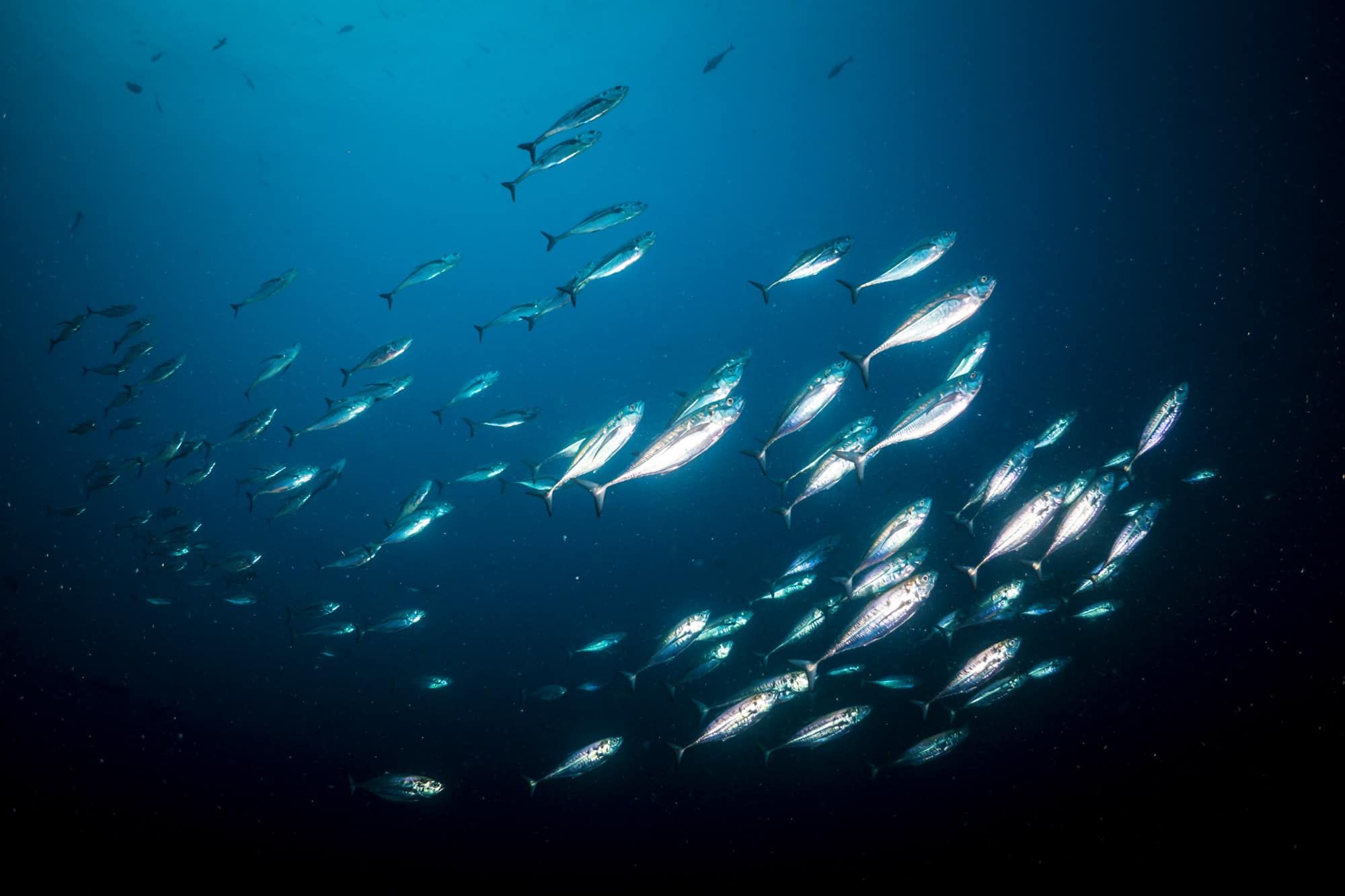 Bonito School in Galapagos