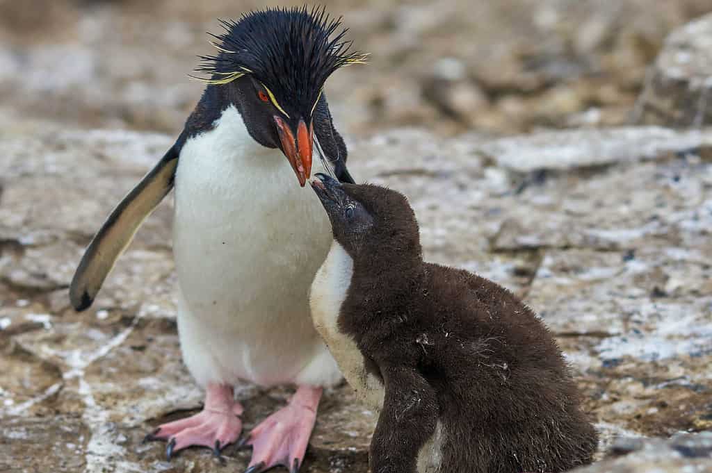 baby rockhopper penguin