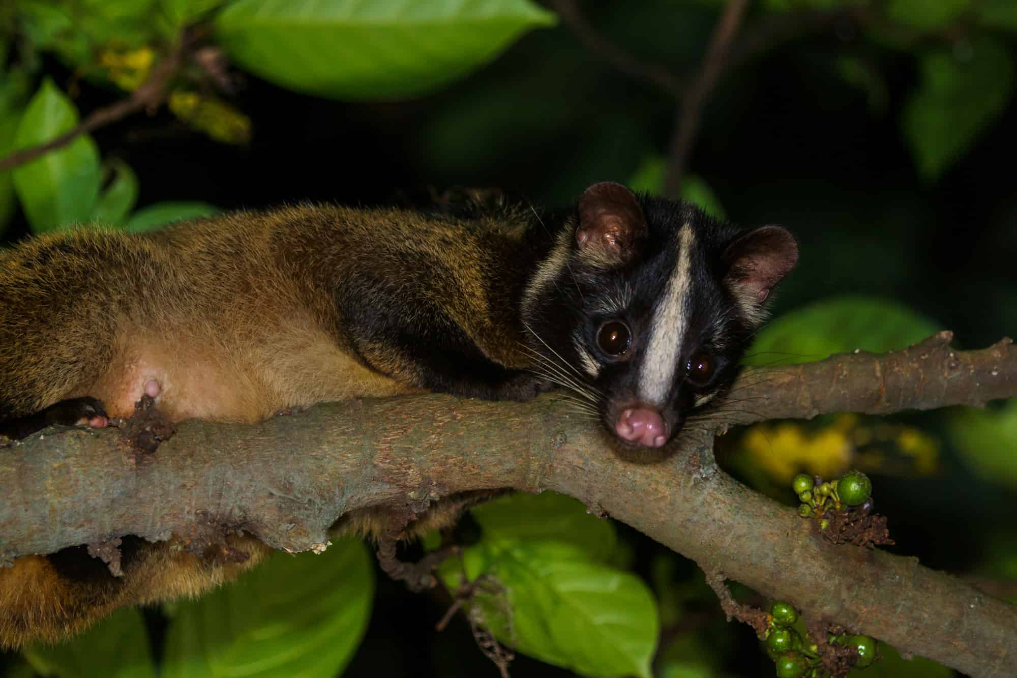 masked palm civet