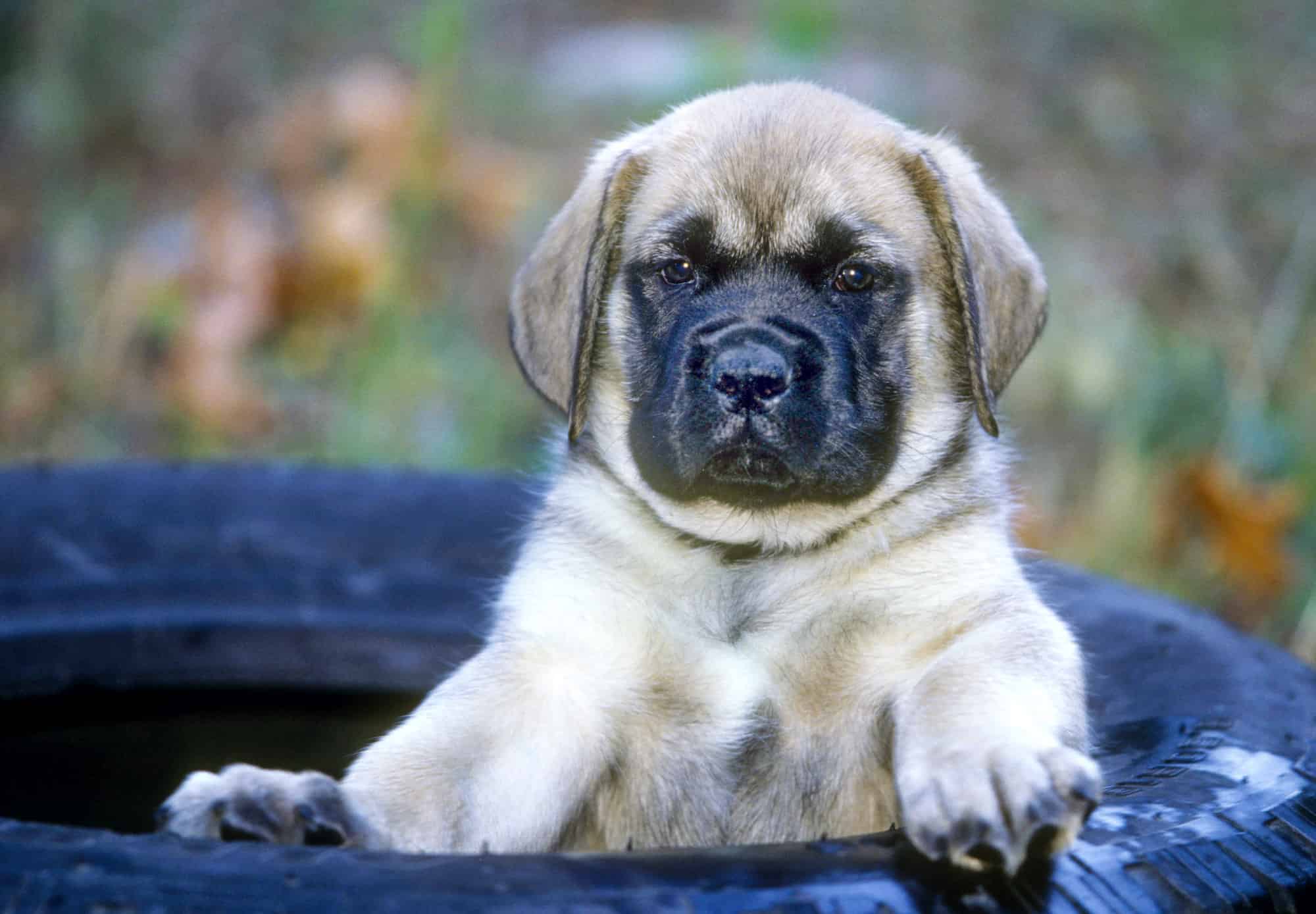 English Mastiff puppy few months old in grass with ball