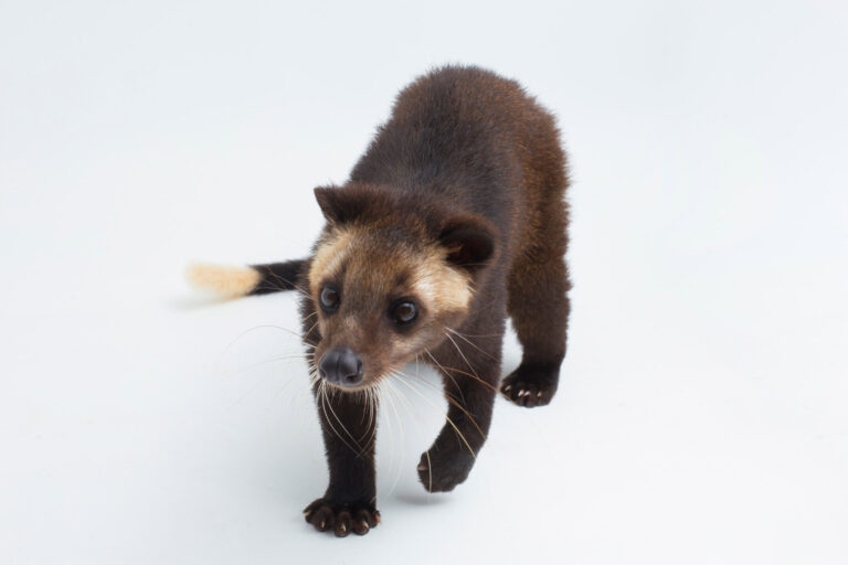 Masked palm civet and black background ATTRIBUTION NOT FOUND