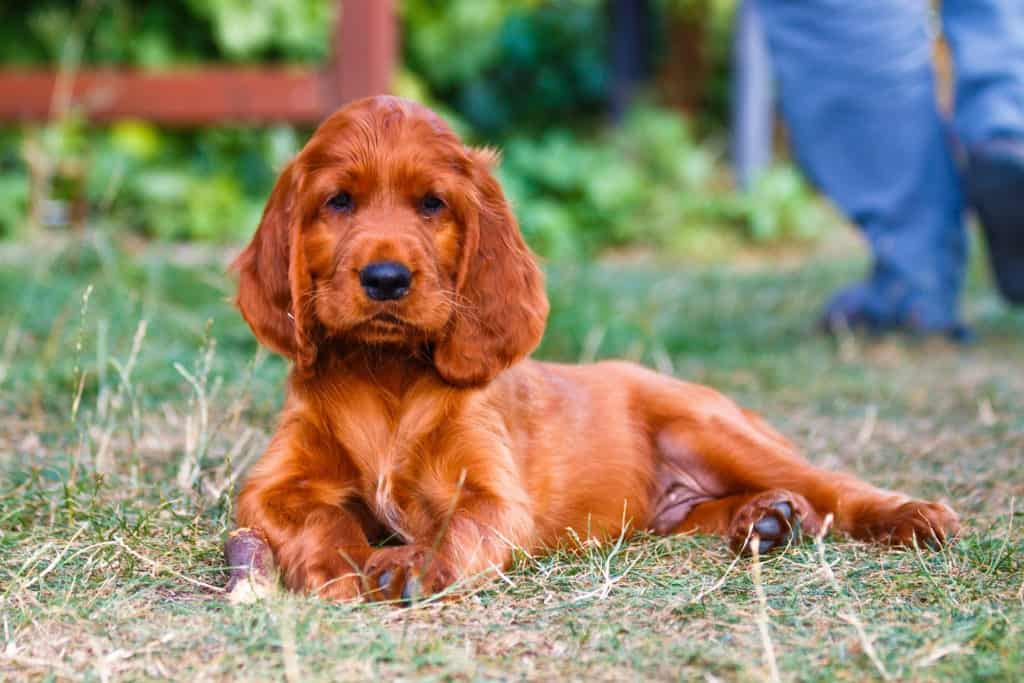 Irish Setter Puppy Sitting In the Grass