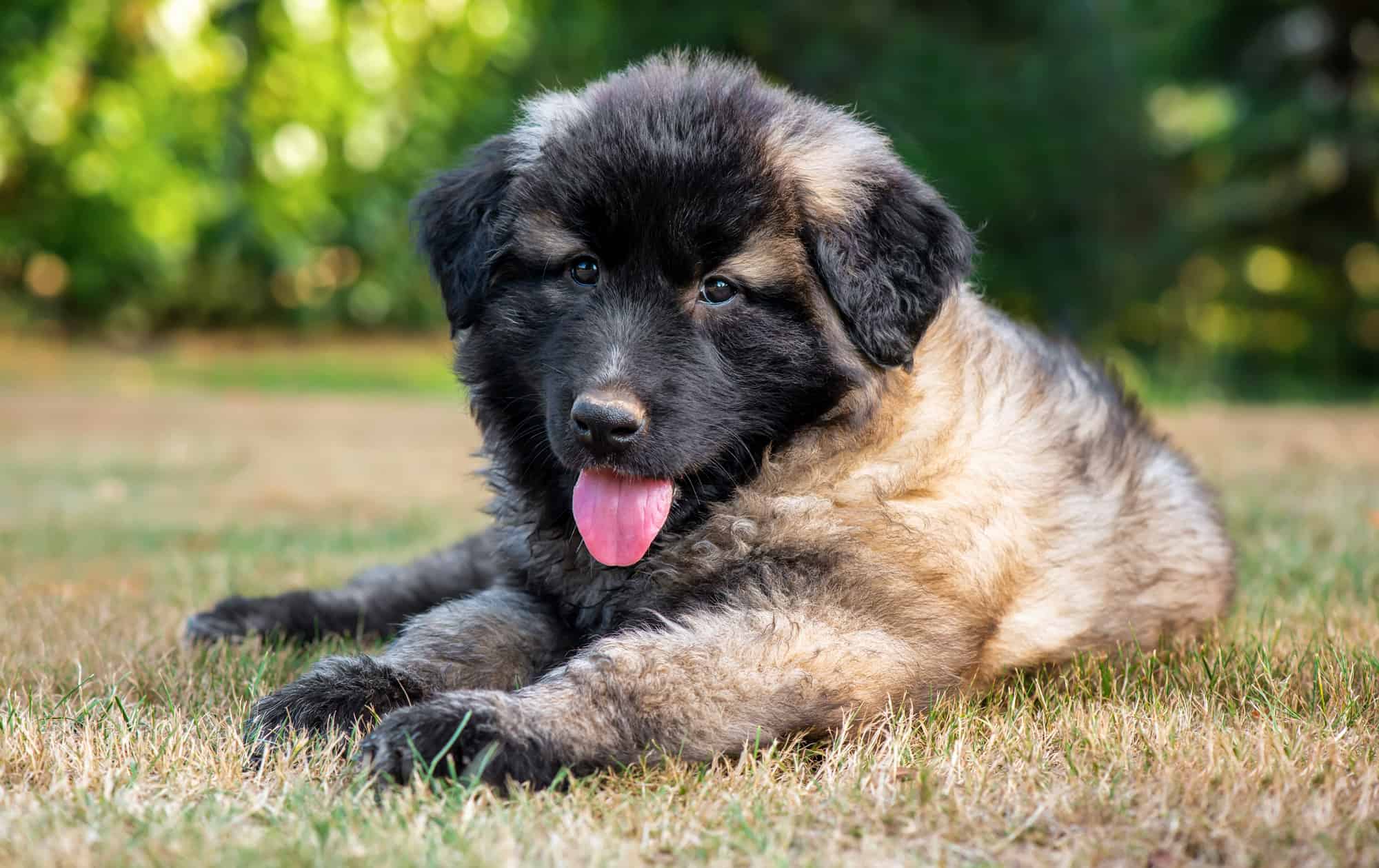 A vertical shot of an adorable Estrela mountain puppy on a field during daylight ATTRIBUTION NOT FOUND
