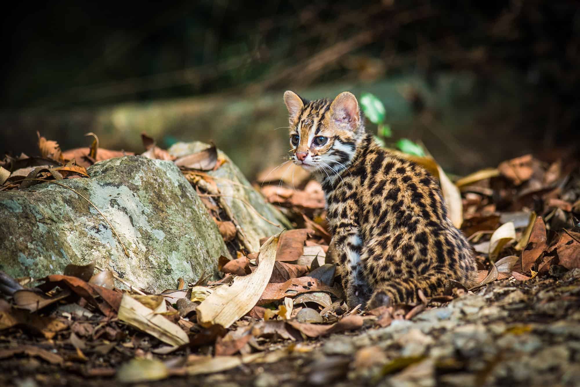 Leopard Cat