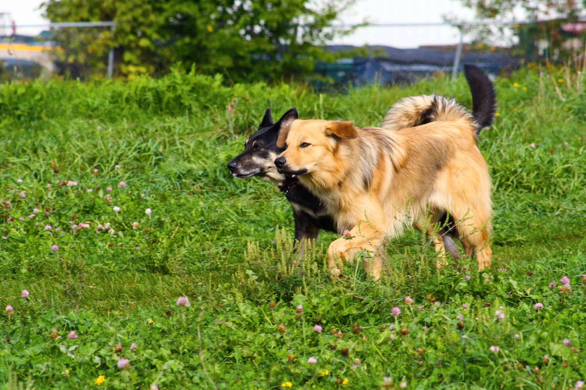 Chinook Dogs