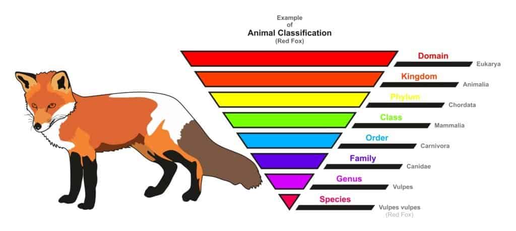 Animal Classification Chart For Red Fox Species