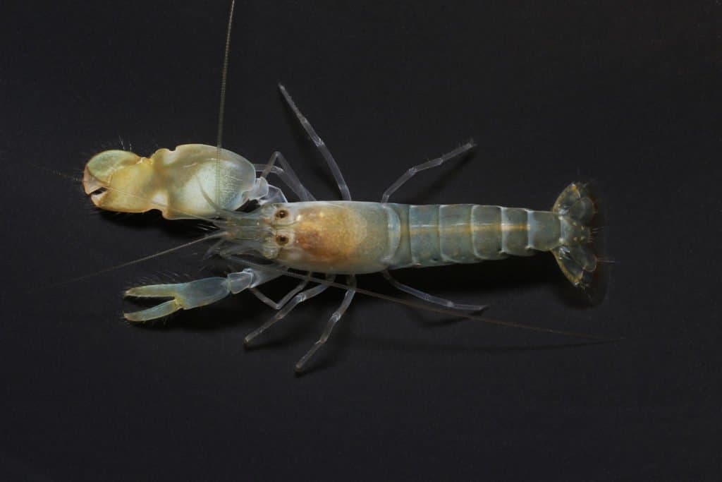 Pistol shrimp