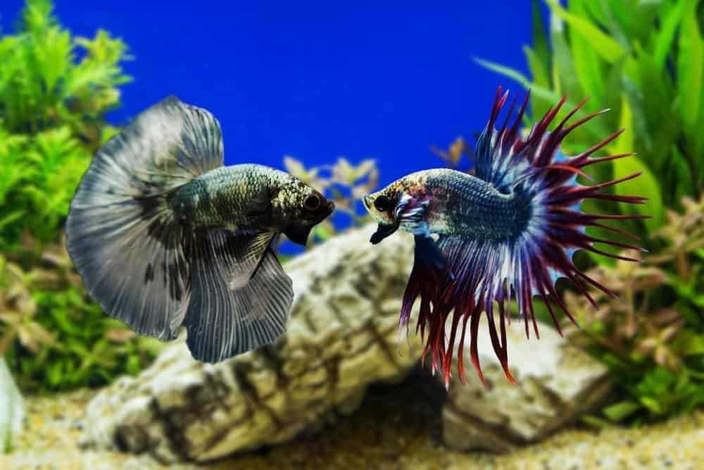 Betta fish, Siamese fighting fish with green plants