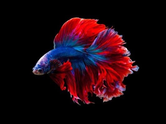Betta Fish (Siamese Fighting Fish) Animal Facts - Betta splendens - A-Z ...