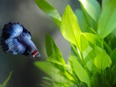 A Pet Betta Fish Guide: What You Need to Know