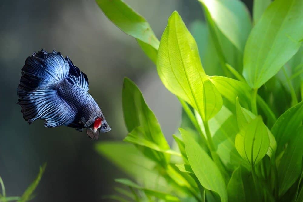 Betta fish, Siamese fighting fish in aquarium