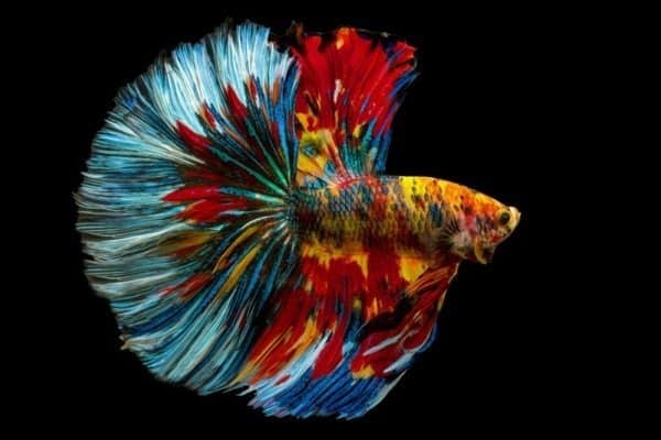 Betta Fish (Siamese Fighting Fish) Fish Facts | Betta splendens - AZ ...