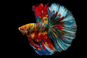 The Most Aggressive Freshwater Fish for Home Aquariums Picture
