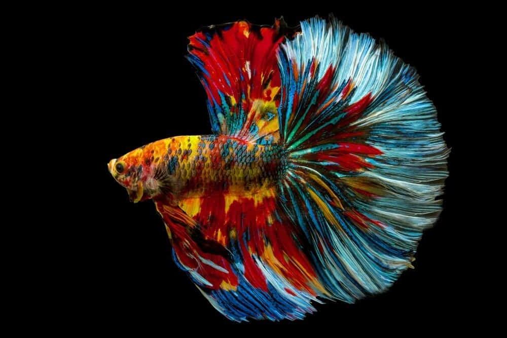 Betta splendens, cá đá Xiêm, Fancy Rainbow nhiều màu nửa vầng trăng đuôi dài bị cô lập trên nền đen