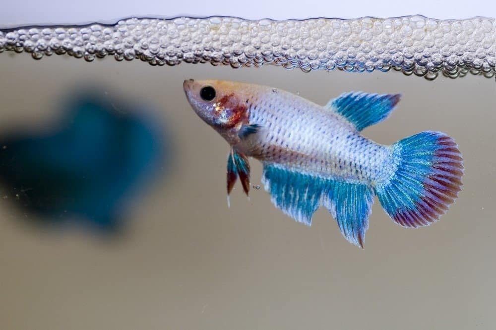 A Siamese female fighting fish guarding her newly laid eggs amongst the bubble nest.