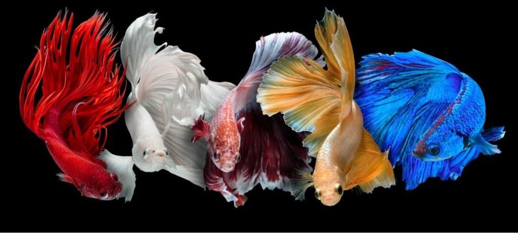 Siamese fighting fish on black background