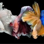 Siamese fighting fish