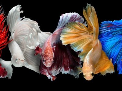 Fish: Different Types, Definitions, Photos, and More - A-Z Animals