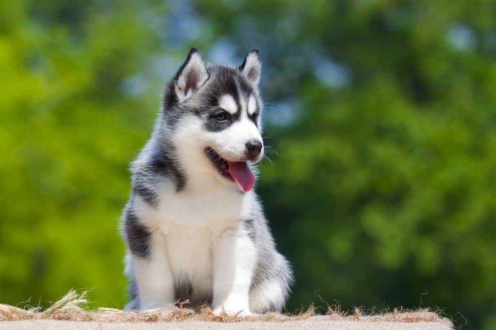 Siberian Husky puppy outdoors