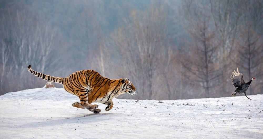 Siberian tiger chasing birds