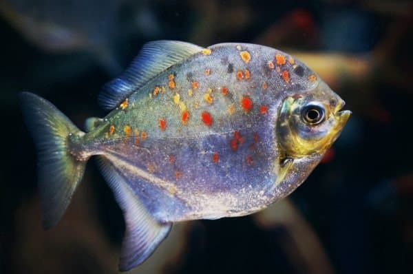 Silver Dollar Fish Facts - AZ Animals