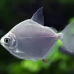 Silver dollar