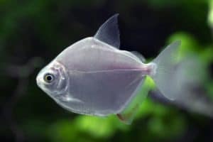 Metynnis hypsauchen - Silver Dollar, under water