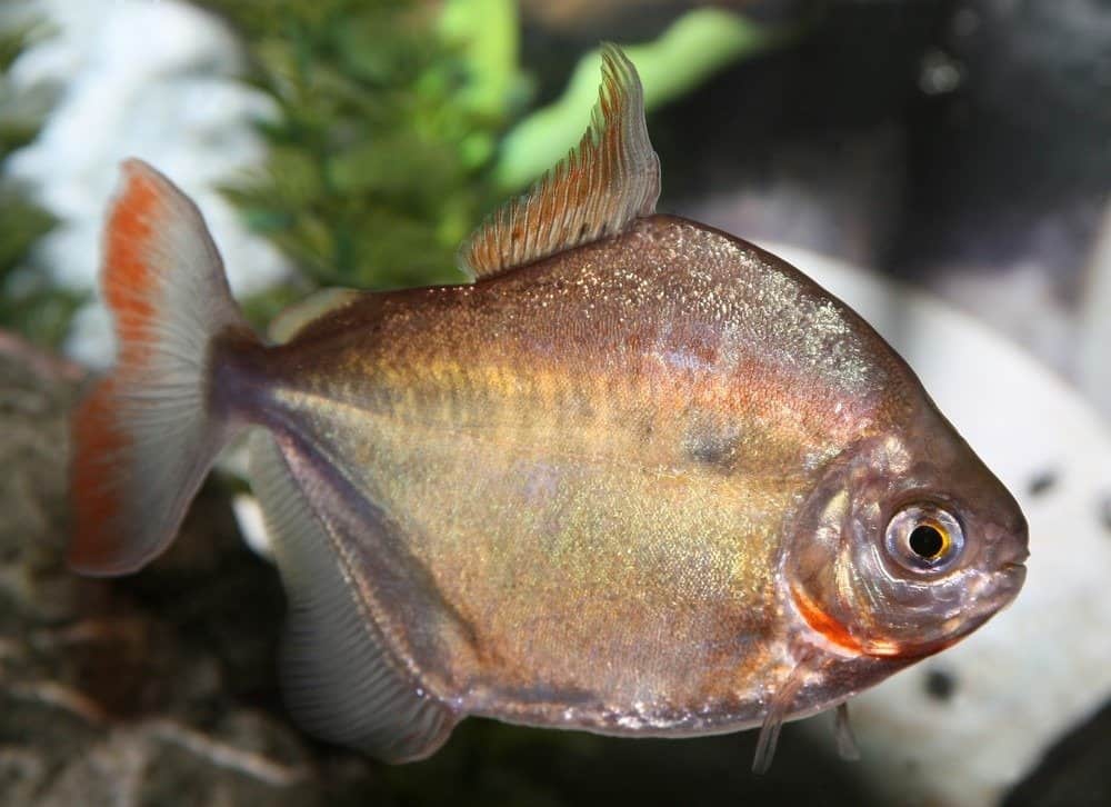 Silver Dollar Fish Facts - AZ Animals