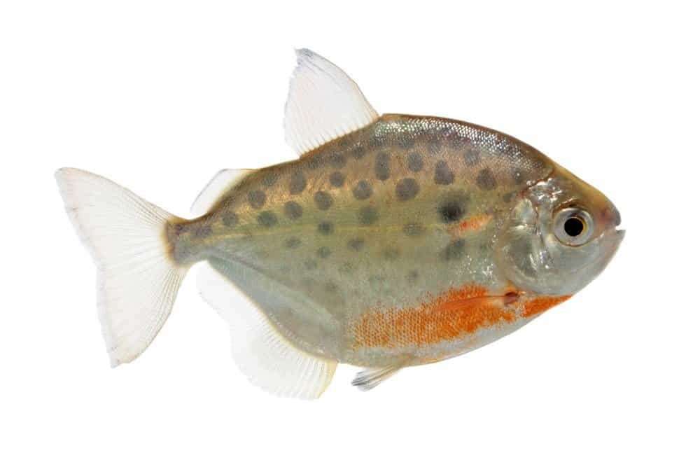 Metynnis lippincottianus (spotted silver dollar fish) on white background