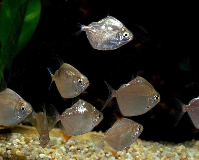 School Silver Dollar Fish in aquarium