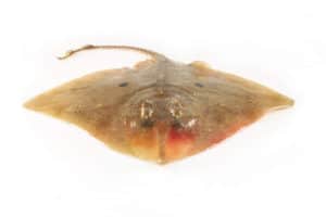 Skate Fish