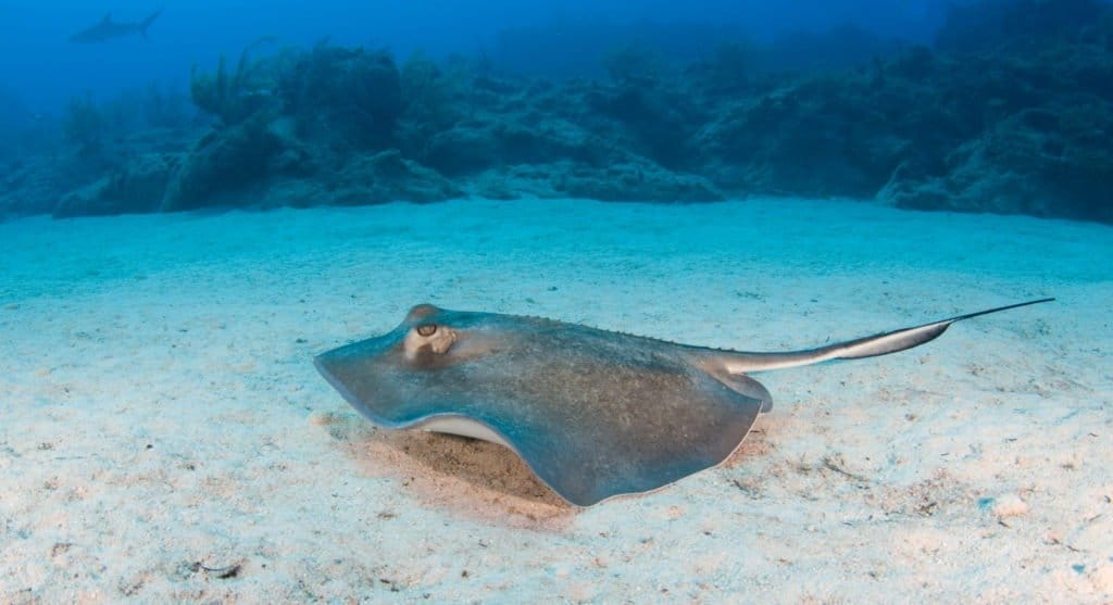 Skate Fish Vs Stingray: 4 Key Differences Explained - A-Z Animals