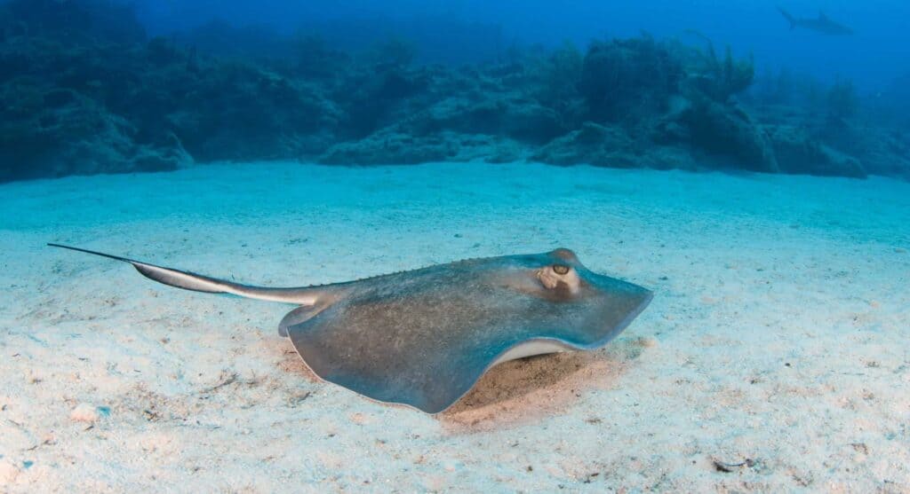 Skate fish on ocean floor